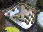 phot028.jpg