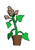consiflower30.gif (7294 octets)