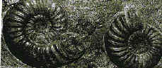 j2-coq2.jpg (20859 octets)