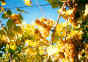 j3-vin05.jpg (147144 octets)