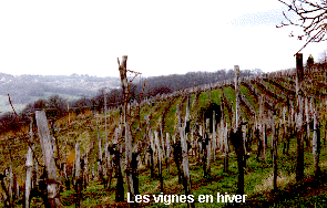 j4-vitic1.gif (38697 octets)