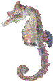 Hippo1.gif (3324 octets)